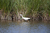 20110530 4212RTw [F] Seidenreiher, Tour Carbonnière, Camargue
