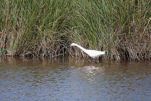 20110530 4211RTw [F] Seidenreiher, Tour Carbonnière, Camargue