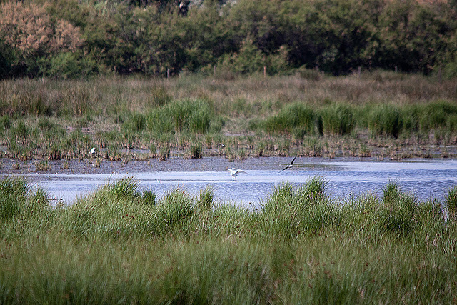 20110530 4206RTw [F] Seidenreiher, Stelzenläufer, Tour Carbonnière, Camargue