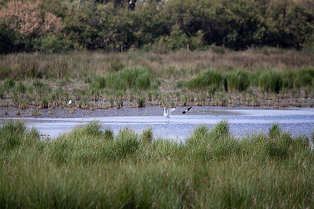 20110530 4205RTw [F] Seidenreiher, Stelzenläufer, Tour Carbonnière, Camargue