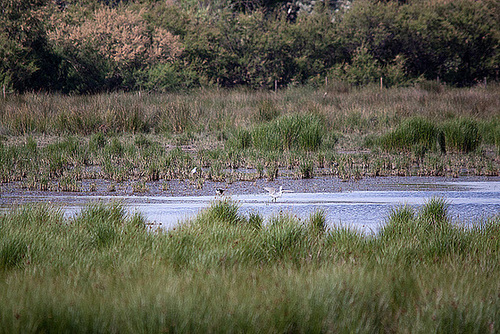 20110530 4204RTw [F] Seidenreiher, Stelzenläufer, Tour Carbonnière, Camargue