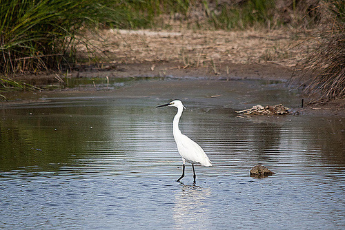 20110530 4202RTw [F] Seidenreiher, Tour Carbonnière, Camargue