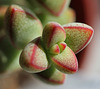 crassula brevifolia