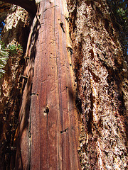 Ancient Bristlecone Pine Forest (0214)