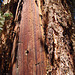 Ancient Bristlecone Pine Forest (0214)