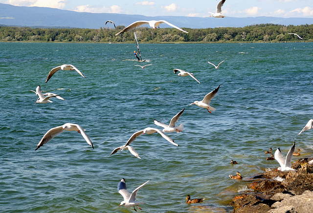 Mouettes au lac de Morat