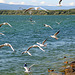 Mouettes au lac de Morat