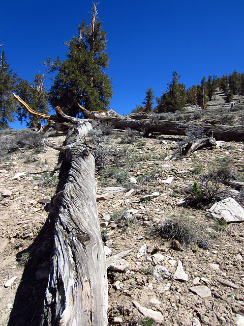 Ancient Bristlecone Pine Forest (0215)