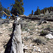 Ancient Bristlecone Pine Forest (0215)