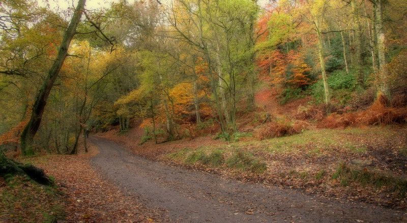 Autumn colours