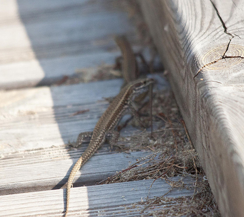 20110530 4185RTw [F] Mauereidechse (Podarcis muralis), Tour Carbonnière, Camargue