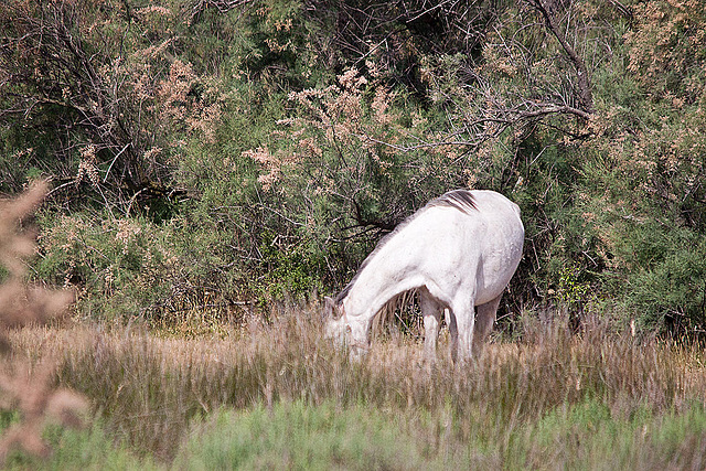 20110530 4184RTw [F] Camargue-Pferd, Tour Carbonnière, Camargue