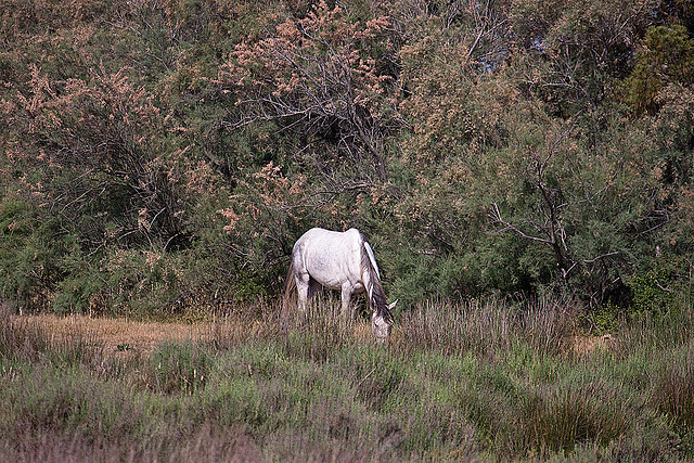 20110530 4179RAw [F] Camargue-Pferd, Tour Carbonnière, Camargue