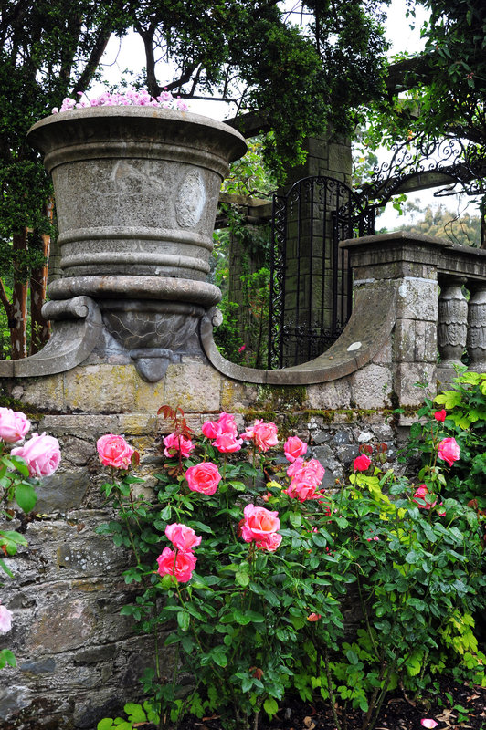 Rosen an der Gartenmauer