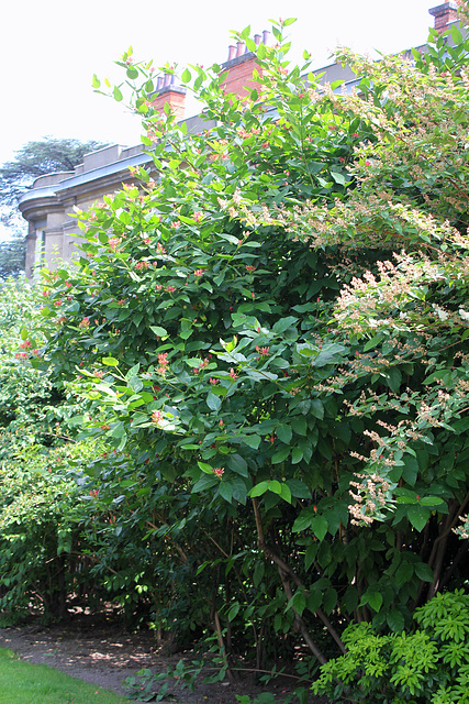 Calycanthus floridus