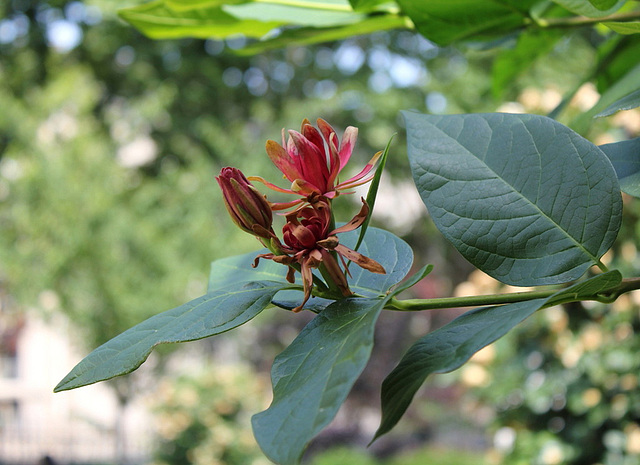 Calycanthus floridus