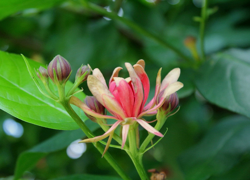 Calycanthus floridus