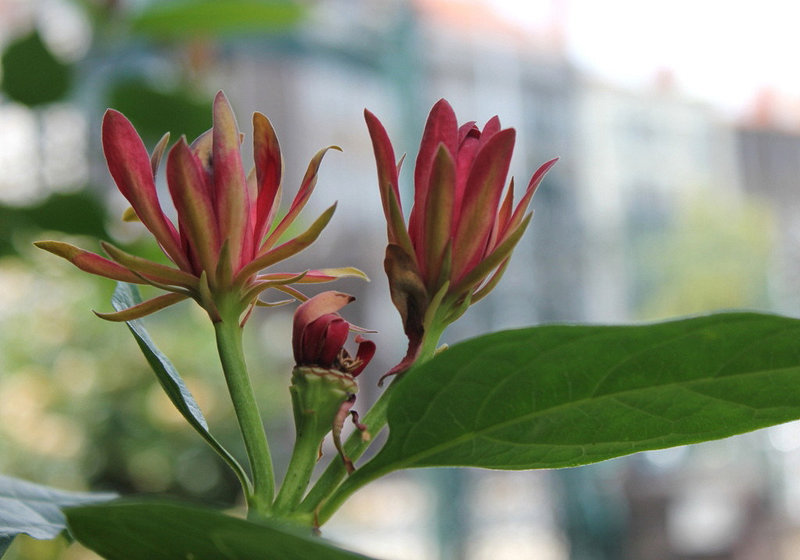 Calycanthus floridus