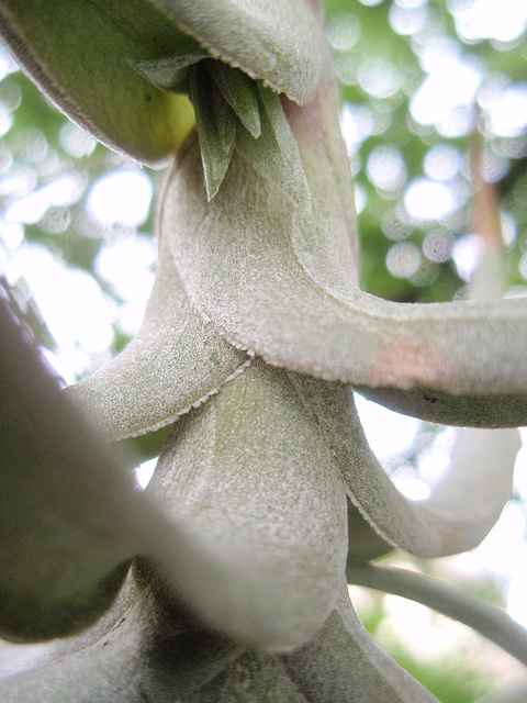 tillandsia bergerii P8132676