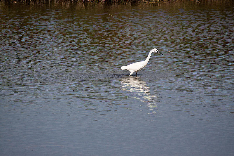 20110530 4166RAw [F] Seidenreiher, Tour Carbonnière, Camargue