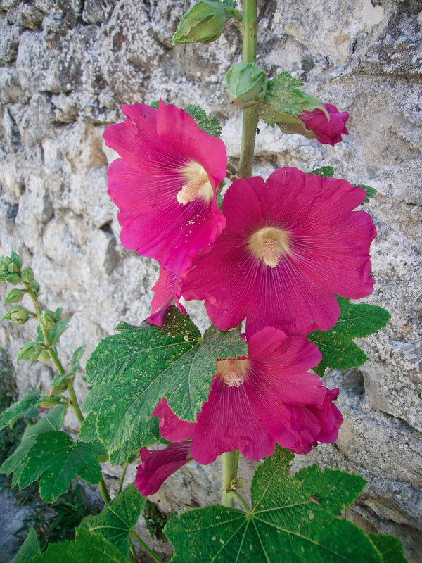 Rose trémière