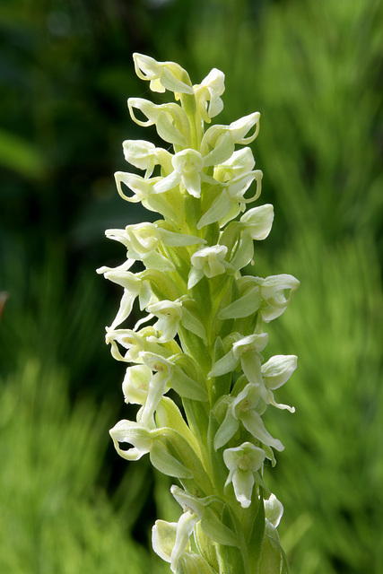 Platanthera huronensis