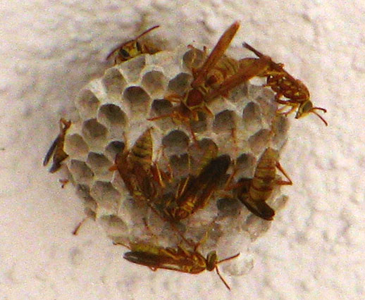 Wasp Nest (2240)