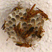 Wasp Nest (2240)