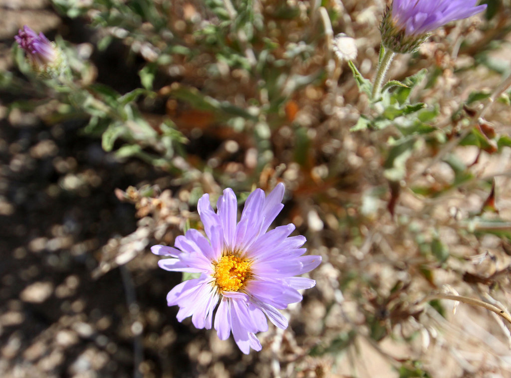 Aster (0338)
