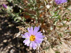 Aster (0338)