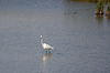 20110530 4155RAw [F] Seidenreiher, Tour Carbonnière, Camargue