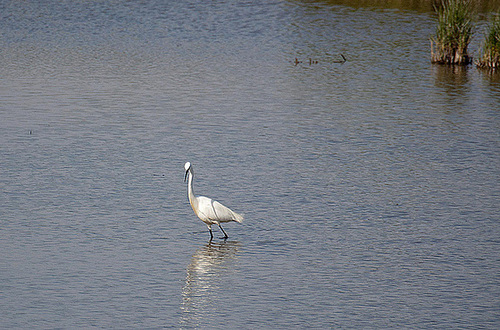 20110530 4155RAw [F] Seidenreiher, Tour Carbonnière, Camargue