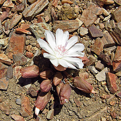 Flower Atop Inyo Range (0193)