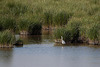 20110530 4146RAw [F] Seidenreiher, Tour Carbonnière, Camargue