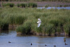 20110530 4140RAw [F] Seidenreiher, Blässhuhn, Tour Carbonnière, Camargue