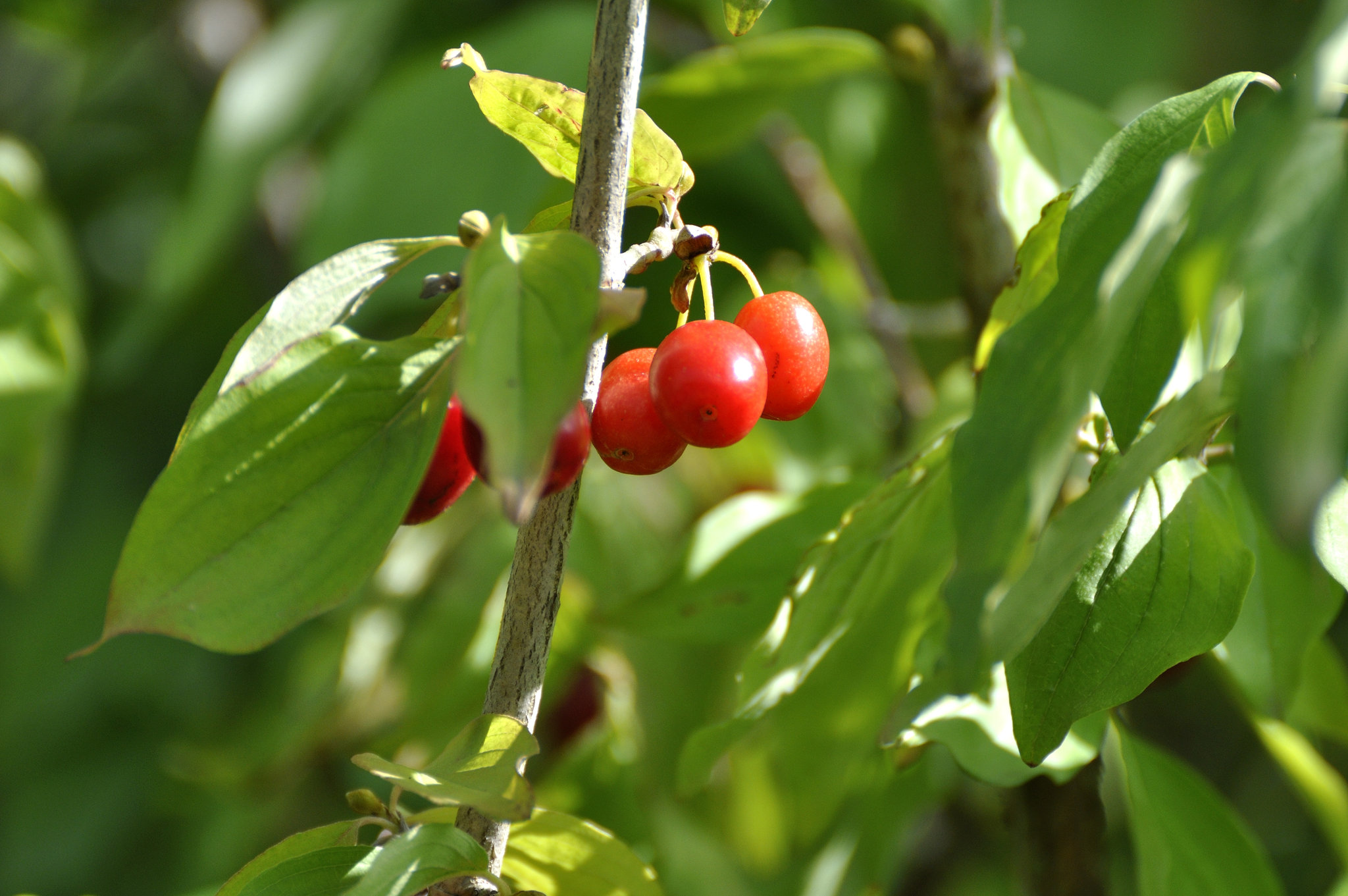 Beeren