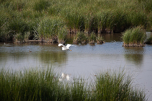 20110530 4137RAw [F] Seidenreiher, Tour Carbonnière, Camargue