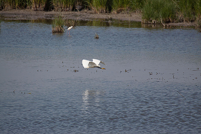 20110530 4133RAw [F] Seidenreiher, Stelzenläufer, Tour Carbonnière, Camargue