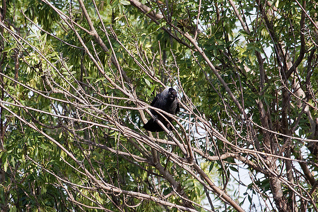 20110530 4131RAw [F] Dohle, Tour Carbonnière, Camargue