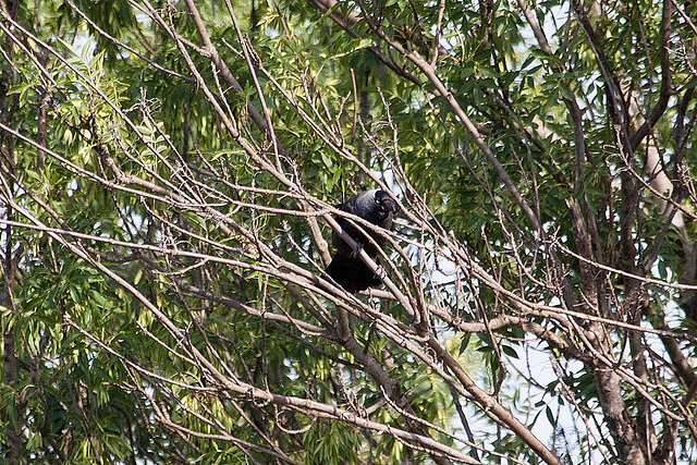 20110530 4130RAw [F] Dohle, Tour Carbonnière, Camargue