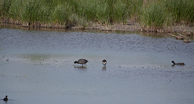 20110530 4129RAw [F] Blässhuhn, Tour Carbonnière, Camargue