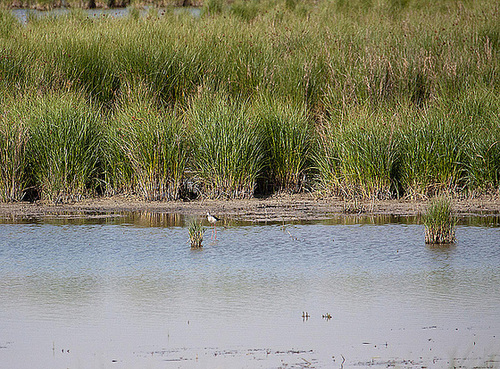 20110530 4127RAw Stelzenläufer, Tour Carbonnière, Camargue