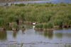 20110530 4126RAw [F] Seidenreiher, Tour Carbonnière, Camargue