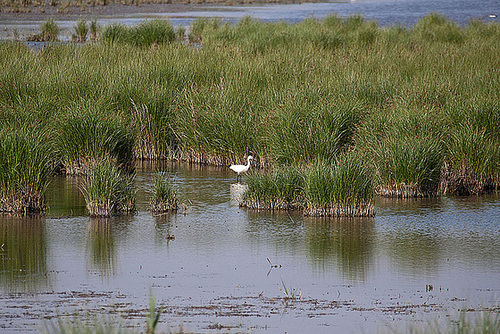 20110530 4126RAw [F] Seidenreiher, Tour Carbonnière, Camargue