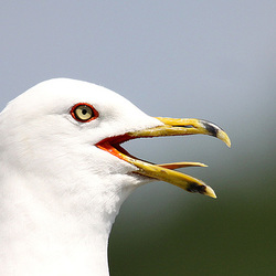 Goéland à bec cerclé