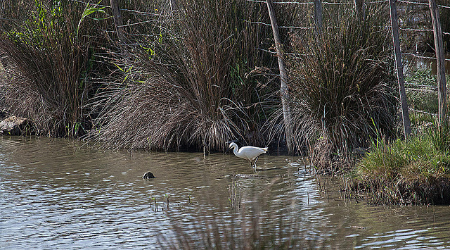 20110530 4121RAw [F] Seidenreiher, Tour Carbonnière, Camargue