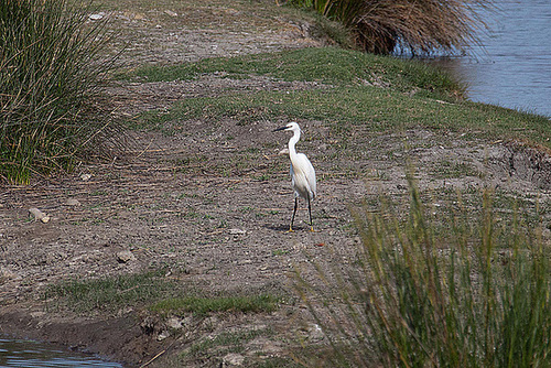 20110530 4115RAw [F] Seidenreiher, Tour Carbonnière, Camargue