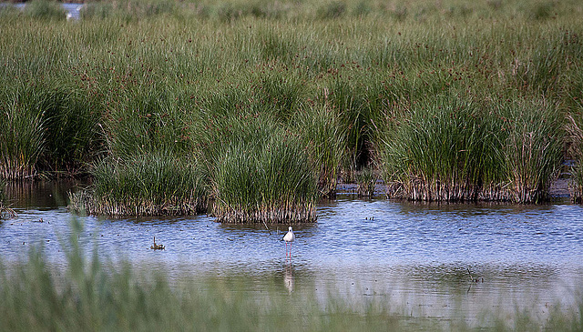 20110530 4105RAw [F] Stelzenläufer (Himantopus himantopus), Tour Carbonnière, Camargue