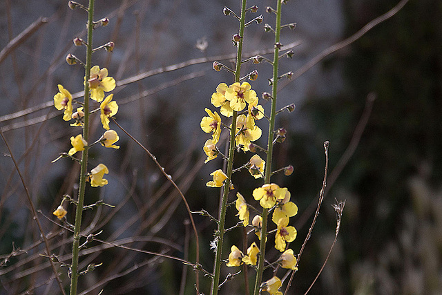 20110530 4104RAw [F] Schaben-Königskerze (Verbascum blattaria), Tour Carbonnière, Camargue