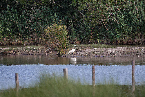 20110530 4102RAw [F] Seidenreiher, Tour Carbonnière, Camargue